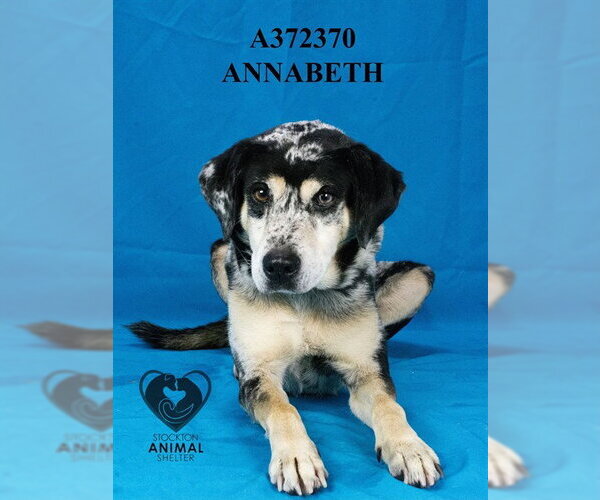 Medium Photo #2 Catahoula Leopard Dog Puppy For Sale in Stockton, CA, USA