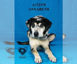 ANNABETH - Female Catahoula Leopard Dog Dog for Adoption - Photo #2