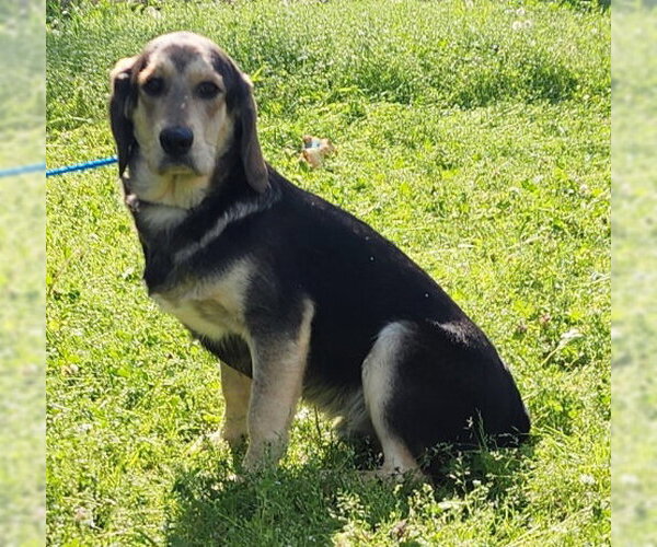 Medium Photo #3 Mutt Puppy For Sale in Wetumpka, AL, USA