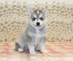 Small #3 Pomsky