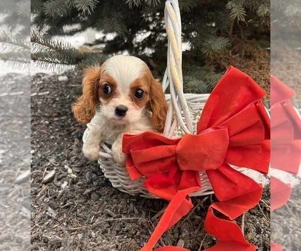 Medium Photo #4 Cavalier King Charles Spaniel Puppy For Sale in MIDDLEBURY, IN, USA