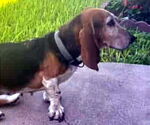 Small #2 Basset Hound