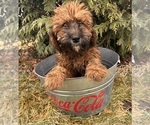 Small Photo #5 Whoodle (Miniature) Puppy For Sale in MIDDLEBURY, IN, USA