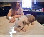 Small Photo #18 American Pit Bull Terrier Puppy For Sale in DANNEBROG, NE, USA
