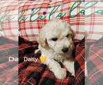 Puppy Yellow Goldendoodle-Poodle (Miniature) Mix