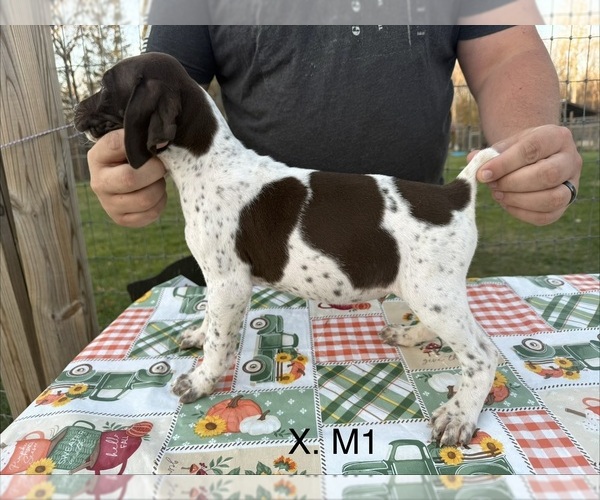Medium Photo #8 German Shorthaired Pointer Puppy For Sale in ARGONNE, WI, USA