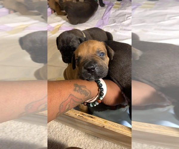 Medium Photo #133 Boerboel Puppy For Sale in LAS CRUCES, NM, USA
