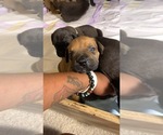 Small Photo #133 Boerboel Puppy For Sale in LAS CRUCES, NM, USA