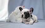 Small #16 French Bulldog