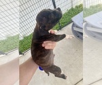Small #1 American Pit Bull Terrier