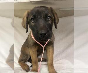 Mutt Dog for Adoption in HESPERIA, California USA