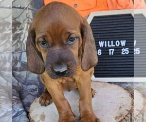 Redbone Coonhound Puppy for sale in DENVER, PA, USA