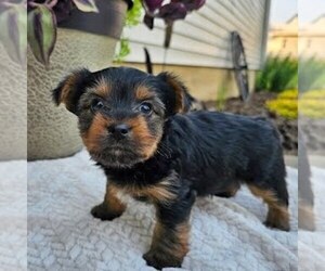 Yorkshire Terrier Puppy for sale in ECONOMY, IN, USA