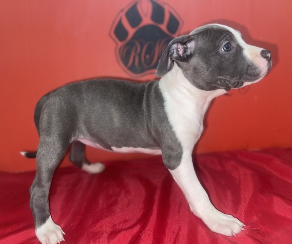 Medium Photo #1 American Pit Bull Terrier Puppy For Sale in TRENTON, NJ, USA