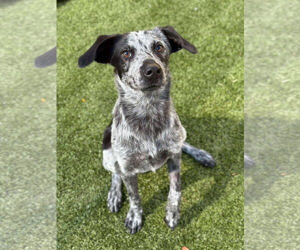 Medium Photo #2 American Pit Bull Terrier-Unknown Mix Puppy For Sale in Woodbury, NY, USA