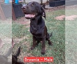 Small #3 Labrador Retriever