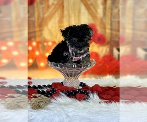Morkie Puppy for sale in RIPLEY, MS, USA