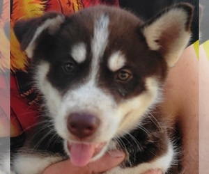 Siberian Husky Puppy for sale in OHIO CITY, OH, USA