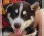 Small Siberian Husky