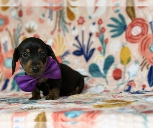 Dachshund Puppy for sale in LANCASTER, PA, USA