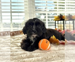 Maltipoo Puppy for sale in GREENFIELD, IN, USA