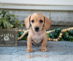 Puppy Heidi Dachshund