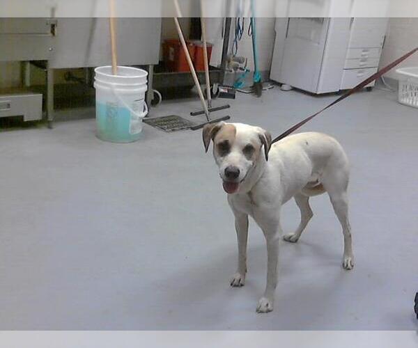Medium Photo #1 American Pit Bull Terrier-Unknown Mix Puppy For Sale in Fayetteville, NC, USA
