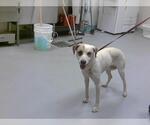 Small American Pit Bull Terrier Mix
