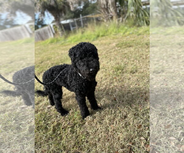 Medium Photo #6 Mutt Puppy For Sale in Sanford, FL, USA