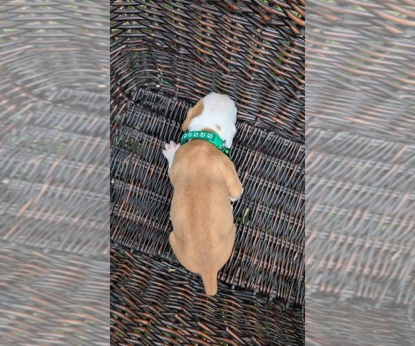 Medium Photo #11 Olde English Bulldogge Puppy For Sale in AUSTIN, TX, USA