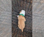 Small #10 Olde English Bulldogge