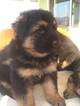 Small Photo #14 German Shepherd Dog Puppy For Sale in PORTERVILLE, CA, USA