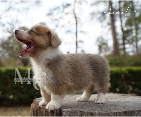 Medium Photo #6 Pembroke Welsh Corgi Puppy For Sale in FLORALA, AL, USA
