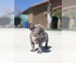 Small #2 French Bulldog