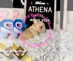 Small #3 French Bulldog