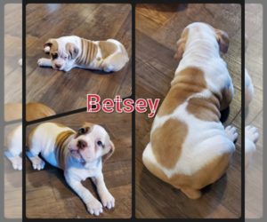 Olde English Bulldogge Puppy for sale in WHEELER, MI, USA