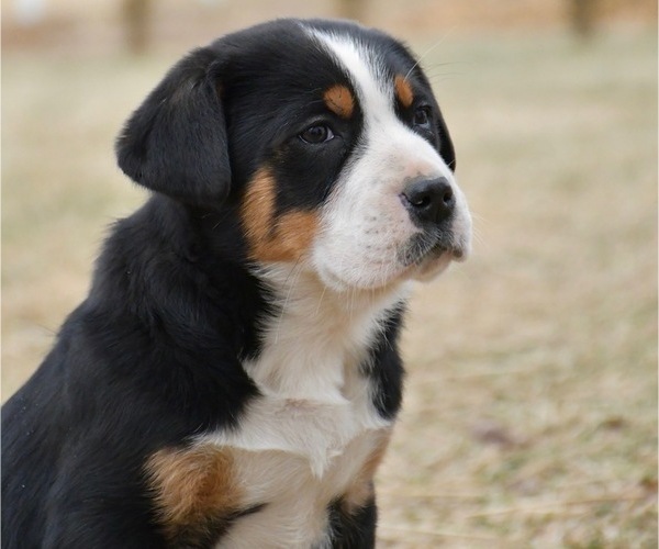 Medium Photo #2 Greater Swiss Mountain Dog Puppy For Sale in BELLEFONTE, PA, USA