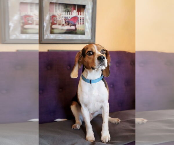Medium Photo #1 Beagle-Unknown Mix Puppy For Sale in Rockaway, NJ, USA