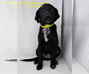 Labrador Retriever-Unknown Mix Dogs for adoption in pomfret, CT, USA