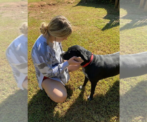 Medium Photo #3 Labrador Retriever-Plott Hound Mix Puppy For Sale in Brewster, NY, USA