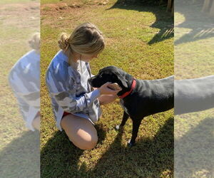 Journey - Female Labrador Retriever-Plott Hound Mix Dog for Adoption - Photo #3