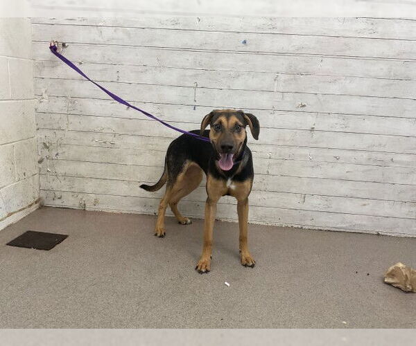 Medium Photo #1 German Shepherd Dog Puppy For Sale in San Bernardino, CA, USA