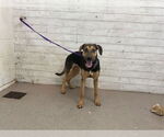 Small German Shepherd Dog