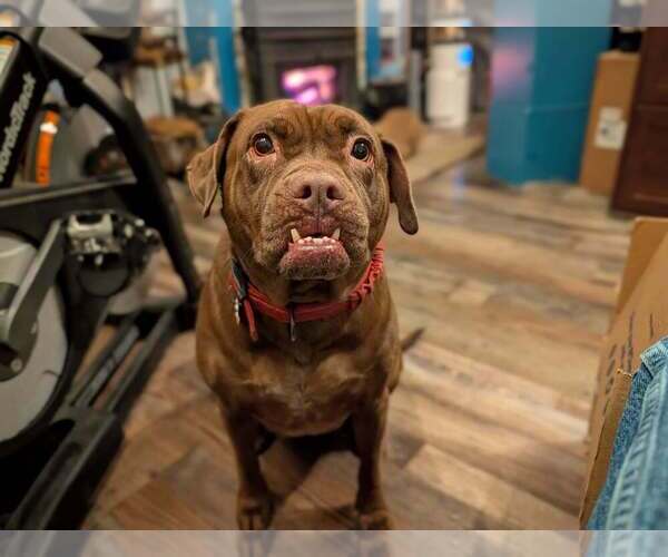 Medium Photo #6 Boxer-Unknown Mix Puppy For Sale in New York, NY, USA