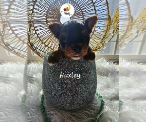 Yorkshire Terrier Puppy for sale in MOSES LAKE, WA, USA