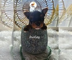 Huxley - Male Yorkshire Terrier Puppy for Sale - Small photo