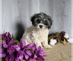 Small Photo #2 Zuchon Puppy For Sale in DRESDEN, OH, USA