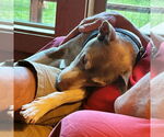 Small #7 Rat Terrier