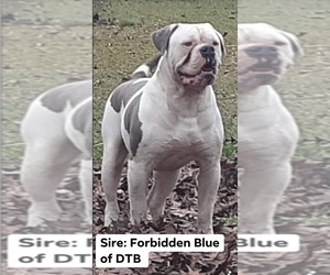 Father of the American Bulldog puppies born on 05/27/2021