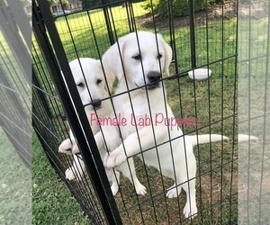 Labrador Retriever Puppy for sale in GAFFNEY, SC, USA